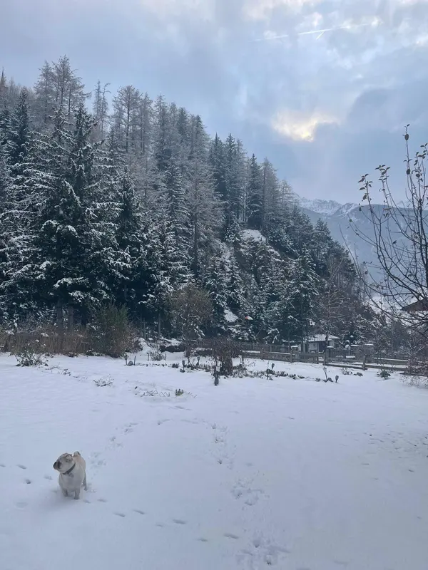 Garten im Schnee